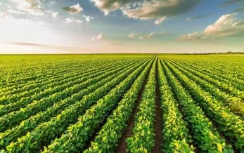 Top 20 Chinese Agrochem Firms: Seeking New Chance in Adversity